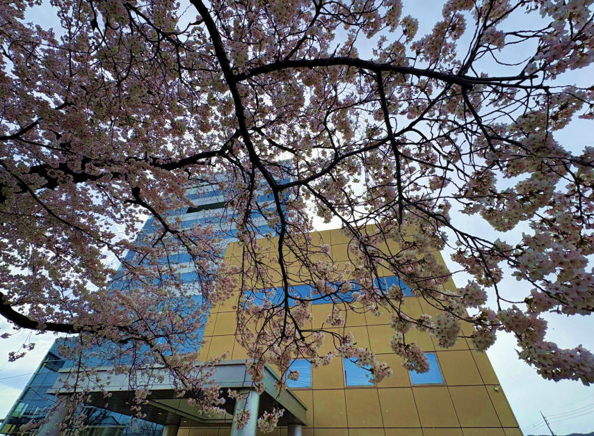 2026桜開花記事① .jpg
