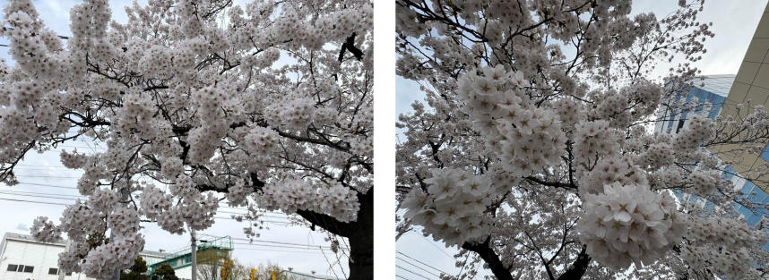 2026桜開花記事②.jpg